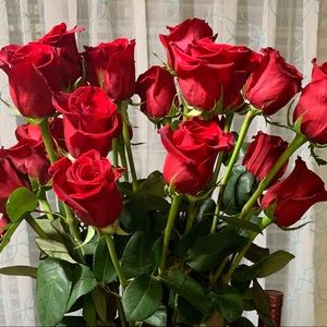 Meet your Posher, Rosalinda